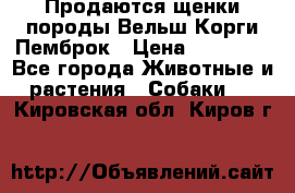 Продаются щенки породы Вельш Корги Пемброк › Цена ­ 40 000 - Все города Животные и растения » Собаки   . Кировская обл.,Киров г.